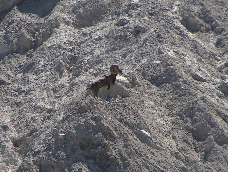 Mufloni delle Prealpi lombarde